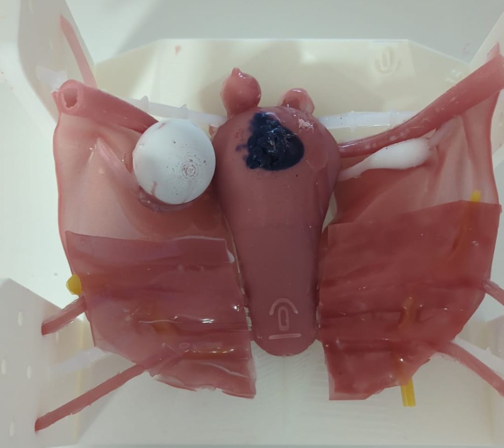 Testeo y Validación de prototipo SIMBA Tools – Uteri para cirugía ginecológica